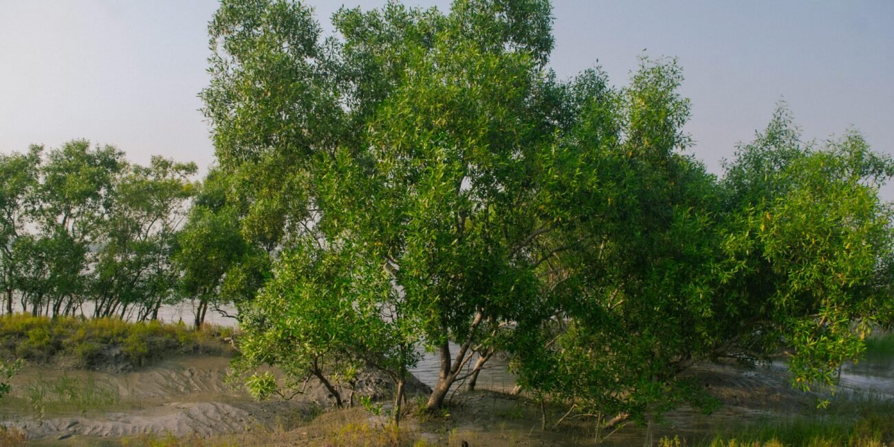 A serene view of lush green mangrove trees in the Sundarbans with calm surroundings.